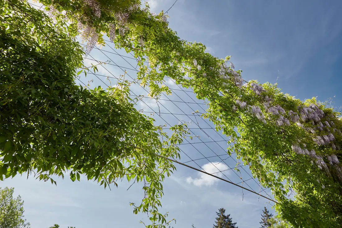A green canopy on stainless ropes
