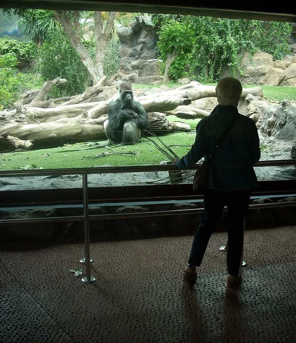 Viewing window into a gorilla enclosure