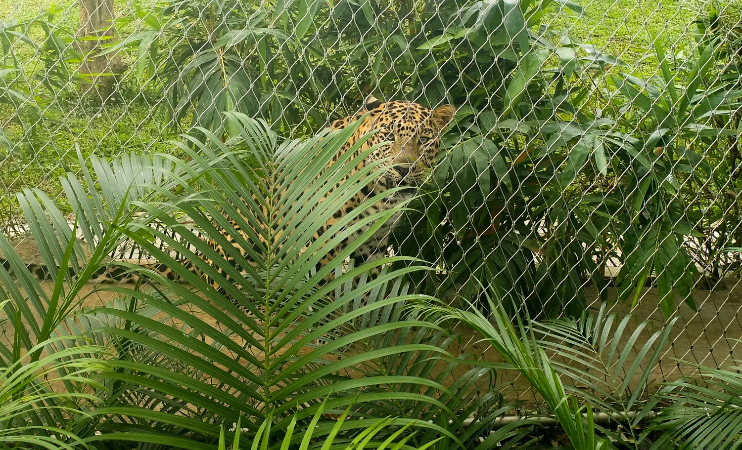 A leopard behind the mesh